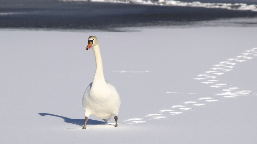 点击大图看下一张：美丽的白天鹅图片