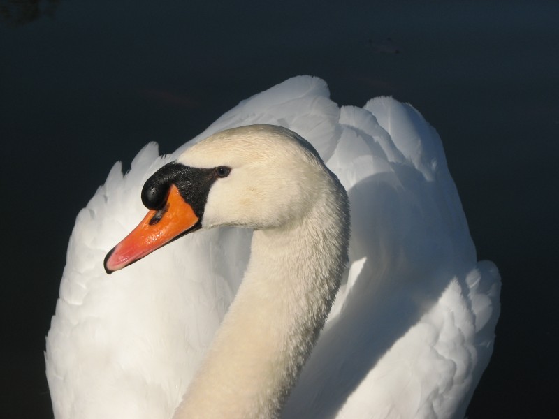 点击大图看下一张：美丽的白天鹅图片