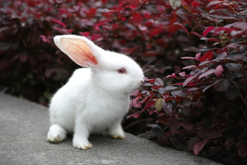点击大图看下一张：萌萌的小白兔图片