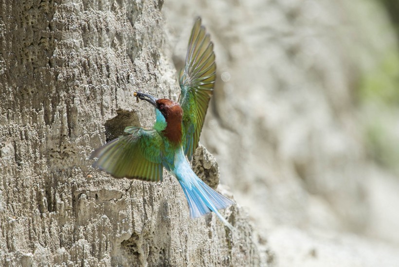 点击大图看下一张：蓝喉蜂虎鸟类图片