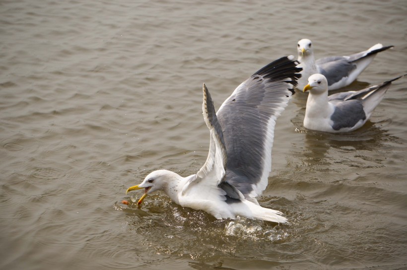 点击大图看下一张：水上游玩的海鸥图片