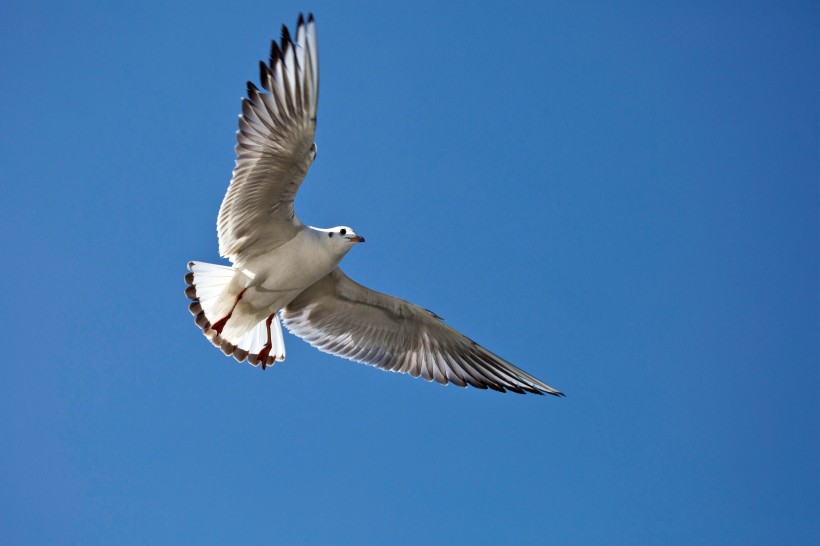 点击大图看下一张：飞舞的海鸥图片