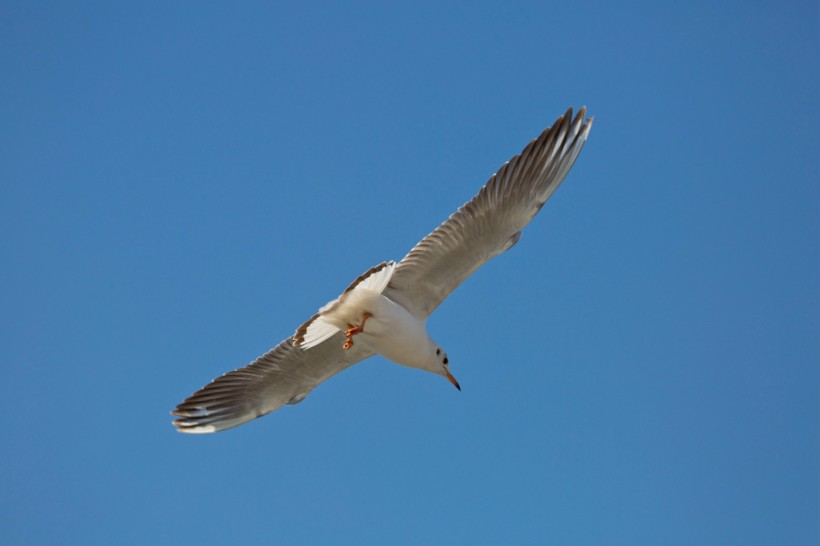 点击大图看下一张：翱翔的海鸥图片