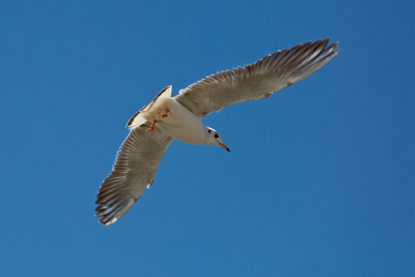 点击大图看下一张：飞舞的海鸥图片