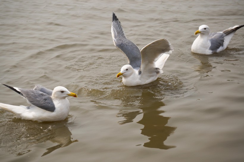 点击大图看下一张：水上游玩的海鸥图片