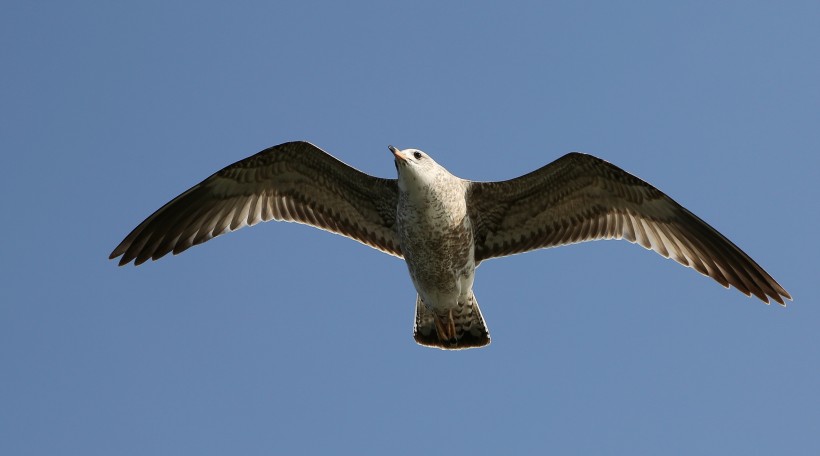 点击大图看下一张：天空翱翔的海鸥图片