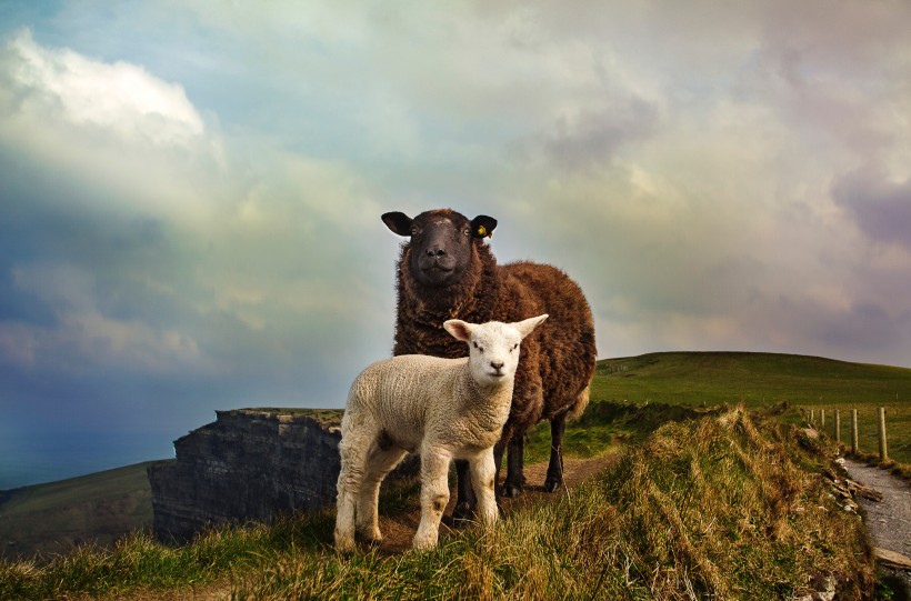 点击大图看下一张：圆润可爱的绵羊图片