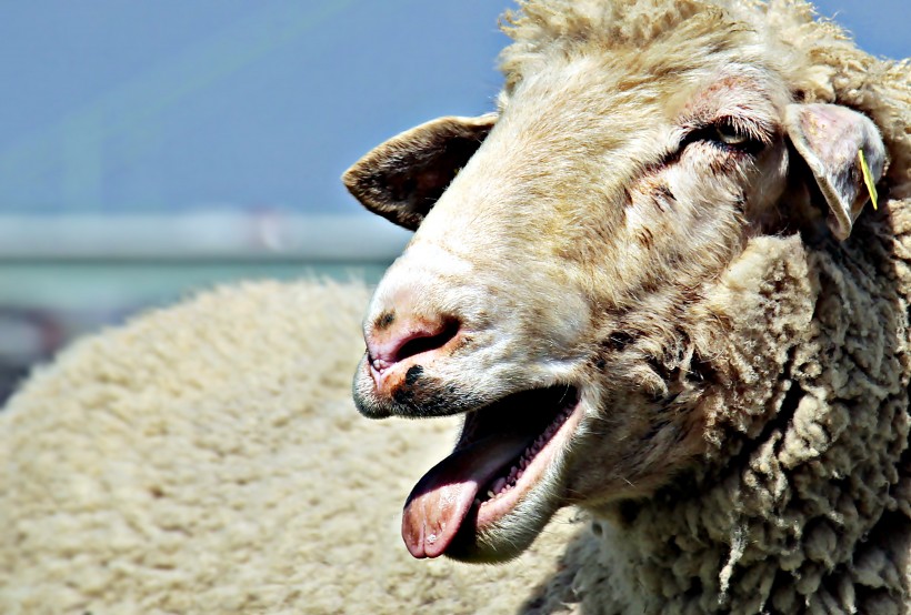 点击大图看下一张：可爱的绵羊图片