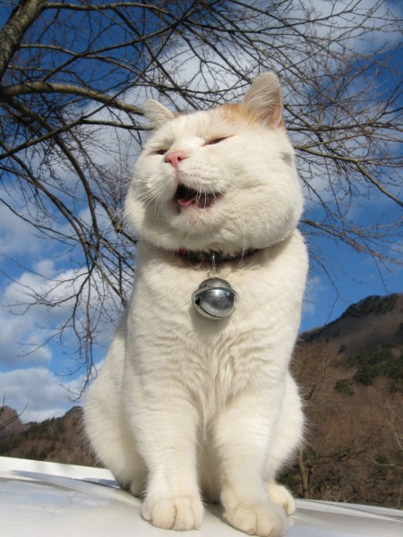 点击大图看下一张：超级憨态可爱的猫叔图片 第一辑