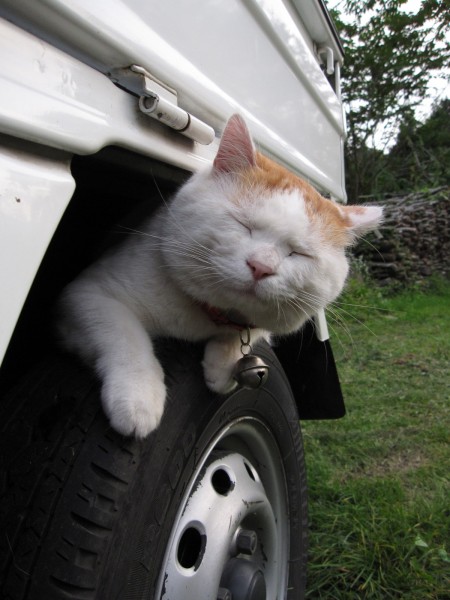 点击大图看下一张：超级憨态可爱的猫叔图片 第一辑