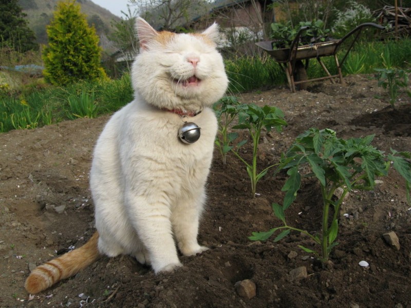 点击大图看下一张：超级憨态可爱的猫叔图片 第一辑