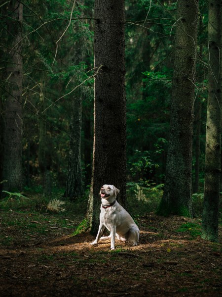 点击大图看下一张：米白色拉布拉多犬图片