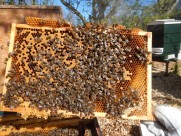 蜂箱里的蜜蜂图片_16张