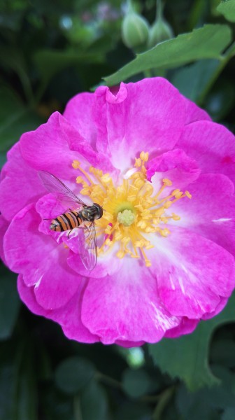 点击大图看下一张：花朵上的小蜜蜂图片