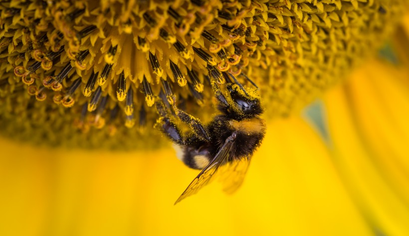 点击大图看下一张：一只采蜜的蜜蜂图片