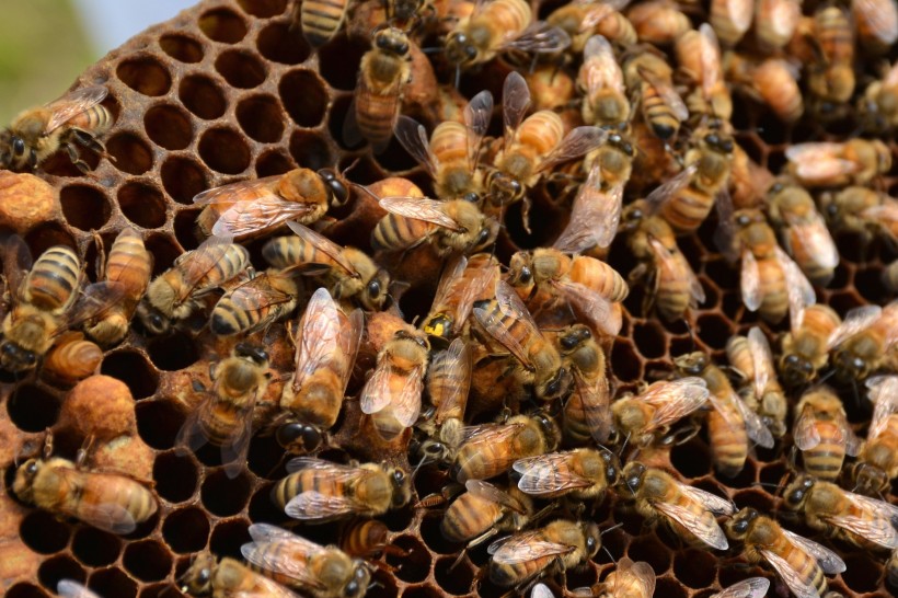 点击大图看下一张：分布密集的蜜蜂图片