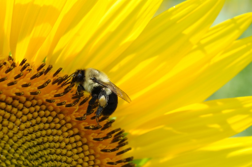 点击大图看下一张：一只采蜜的蜜蜂图片