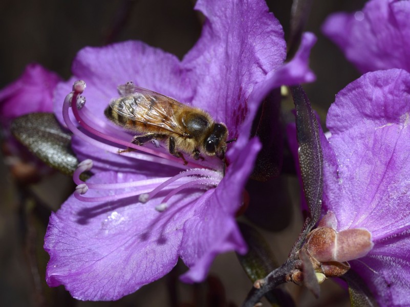 点击大图看下一张：忙碌的小蜜蜂图片