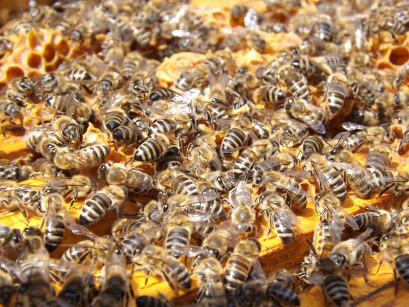 点击大图看下一张：分布密集的蜜蜂图片
