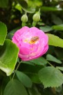 花朵上的小蜜蜂图片_10张