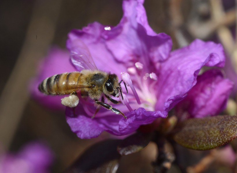 点击大图看下一张：忙碌的小蜜蜂图片