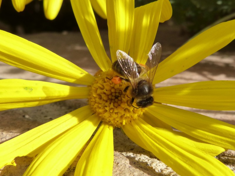 点击大图看下一张：采蜜的小蜜蜂图片
