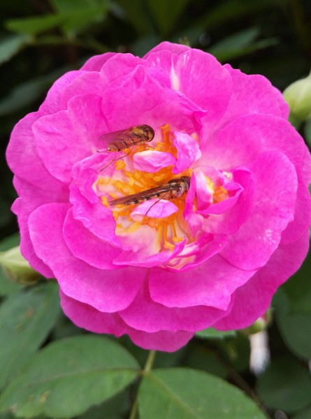点击大图看下一张：花朵上的小蜜蜂图片