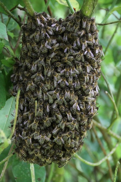 点击大图看下一张：蜂箱里的蜜蜂图片