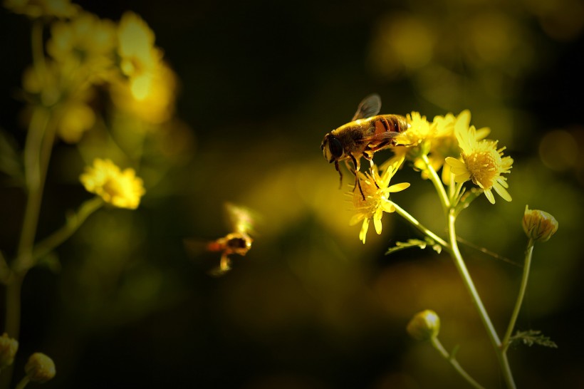 点击大图看下一张：夕阳下采蜜的蜜蜂图片