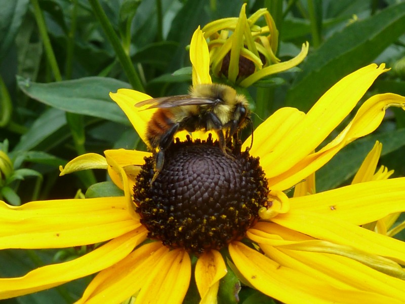 点击大图看下一张：采蜜的小蜜蜂图片