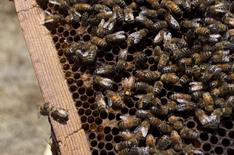 点击大图看下一张：蜂箱里的蜜蜂图片