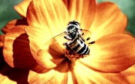 蜜蜂采蜜图片 _8张