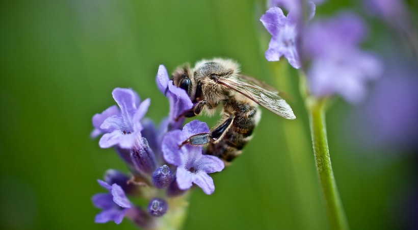 点击大图看下一张：蜜蜂采蜜图片 