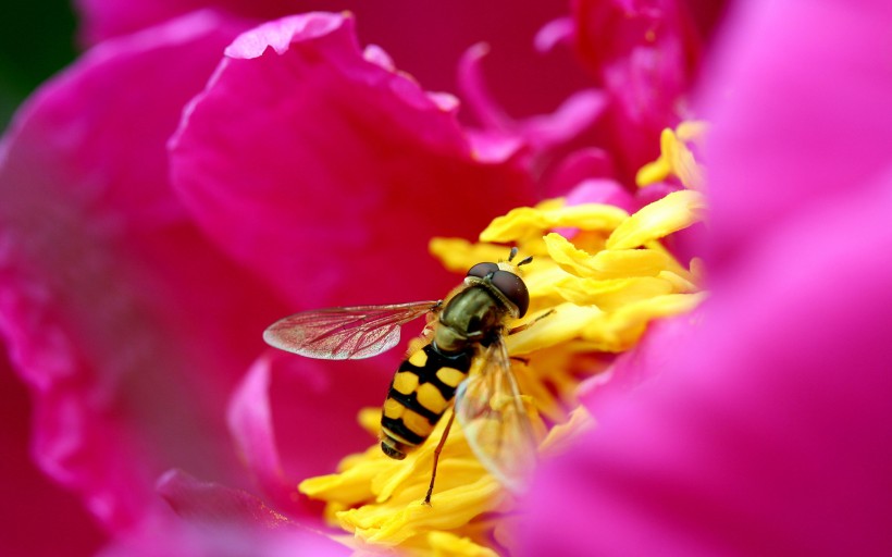 点击大图看下一张：蜜蜂采蜜图片 