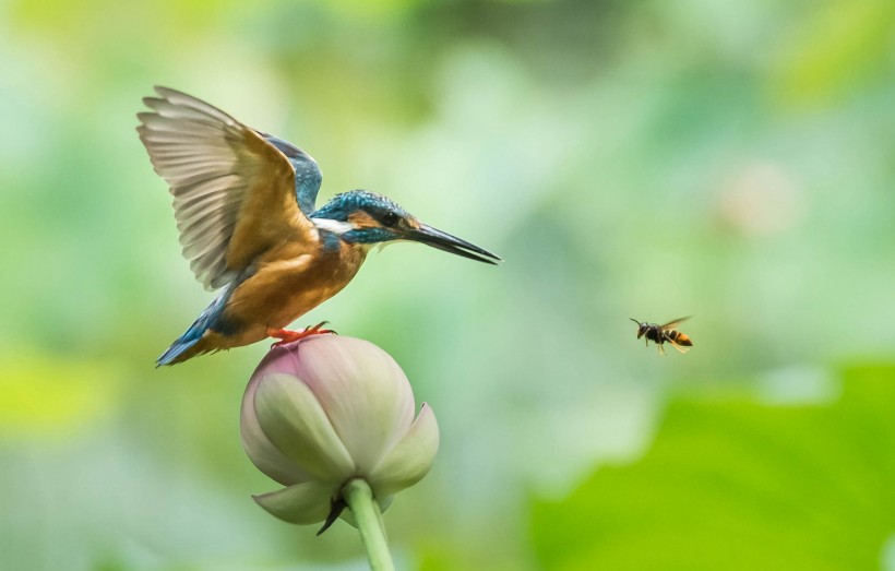 点击大图看下一张：蜜蜂与翠鸟图片