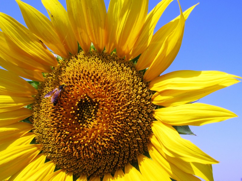 点击大图看下一张：向日葵上的蜜蜂图片