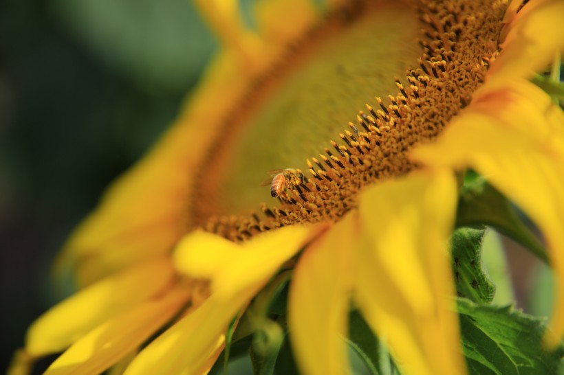 点击大图看下一张：向日葵上的蜜蜂图片