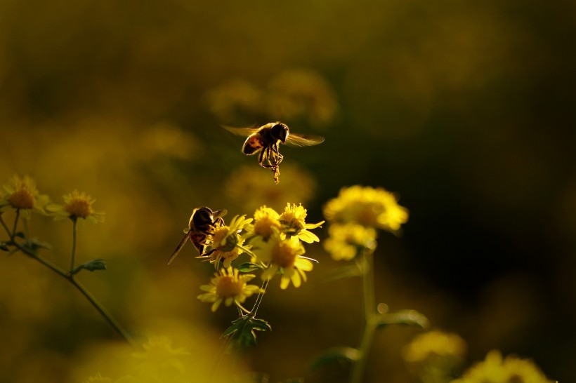 点击大图看下一张：夕阳下采蜜的蜜蜂图片