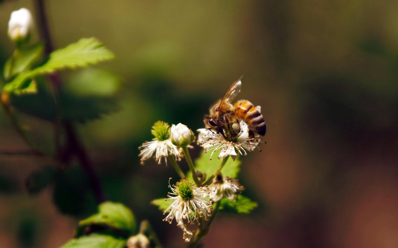 点击大图看下一张：蜜蜂写真