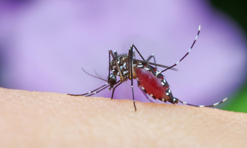 点击大图看下一张：吸血的蚊子图片
