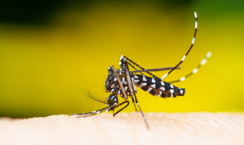 点击大图看下一张：吸血的蚊子图片