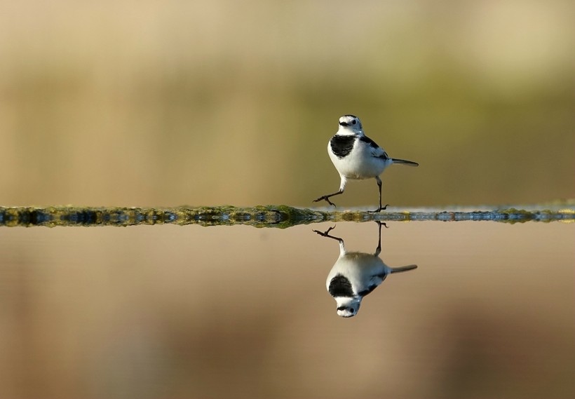 点击大图看下一张：照镜子的白鹡鸰鸟类图片