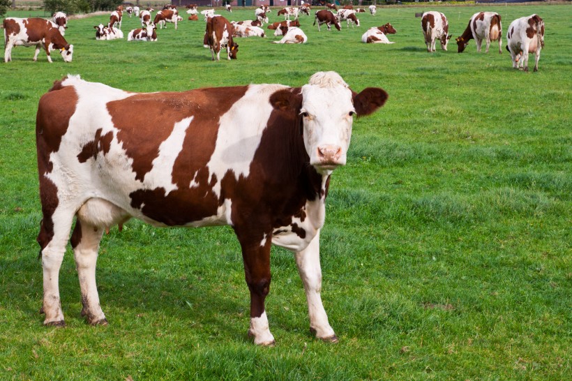 点击大图看下一张：牧场上奶牛图片