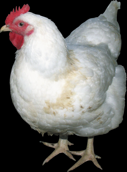 点击大图看下一张：母鸡透明背景PNG图片