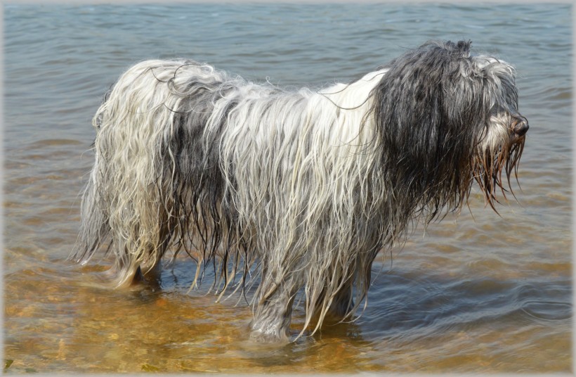 点击大图看下一张：在水中玩耍的牧羊犬图片