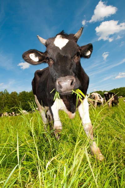 点击大图看下一张：可爱的奶牛图片