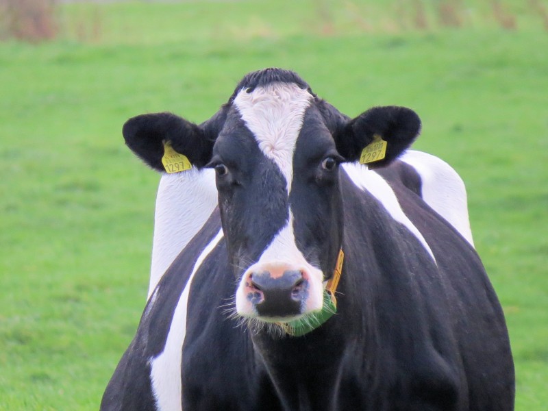 点击大图看下一张：荷兰黑白花奶牛和乳牛图片