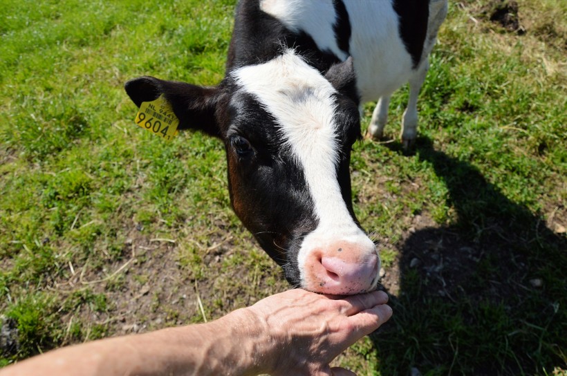 点击大图看下一张：荷兰黑白花奶牛和乳牛图片