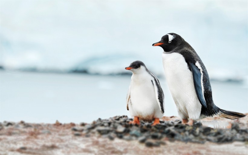 点击大图看下一张：野生动物企鹅图片