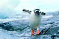 南极企鹅图片_11张